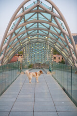 Obraz na płótnie Canvas glass bridge in tbilisi and a dog
