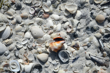 Fototapeta na wymiar Shells on the Beach 