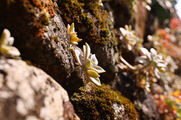 石垣の多肉植物