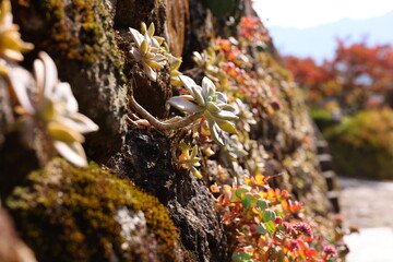 石垣の多肉植物