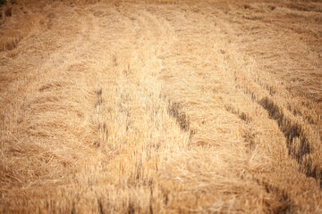 Selective blur on a freshly harvested wheat field, yellow golden color, with a selective focus on recently cut crops, in a typical serbian agricultural landscape, at the end of the summer season. ..