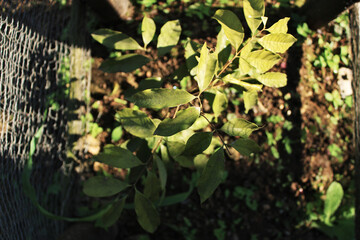 top view of plant growing in a garden which is surrounded with case for protection.