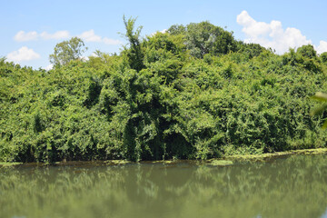 A silent forest on the bank of a river with transparent water.
