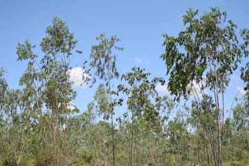 eucalyptus forest on sky background