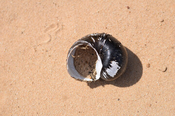 a dead shellfish in the sand background