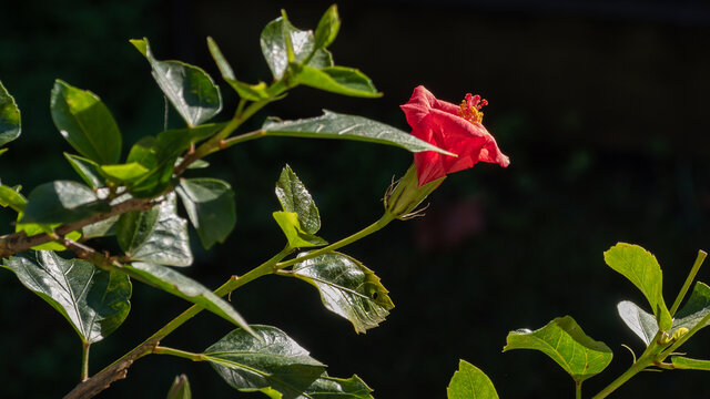 Hibiscus taken by OLYMPUS OMD EM5 ii