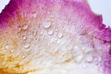 textura de gotas de agua sobre pétalo de rosa