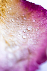 textura de gotas de agua sobre pétalo de rosa