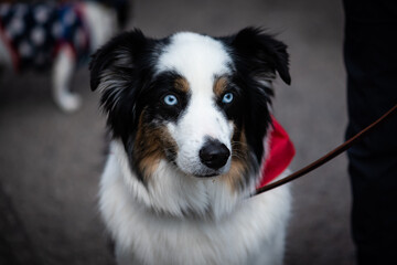 Border Collie up close isolated on leash