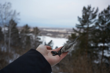 birds in the Siberian park