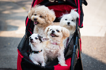 four small dogs riding in a stroller
