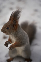 siberian squirrel in the park