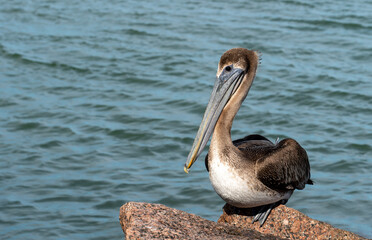 Brown Pelican, Pelecanus occidentalis, perched comfortably on a rock at the South Jetty in Port Aransas, Texas on a sunny day, with blue water background.