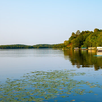 Water lilies or Nymphaeaceae floating on lake water in late summer on a beautiful Minnesota lake, with lakeshore and horizon. Square image.