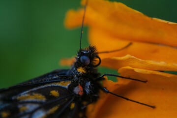 Foto macro de una mariposa dardo blanco, (catasticta teutila