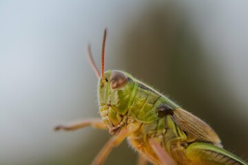 Foto macro de un saltamontes, chapulín mexicano