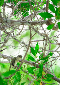 Pajarillo En La Rivera Maya