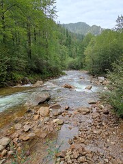 river in the forest