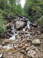 river in the forest