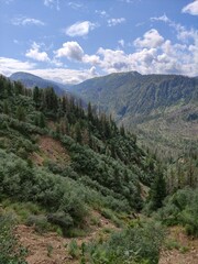 forest in the mountains