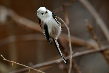 ぬいぐるみのような可愛い小鳥　シマエナガ