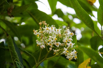 Racimo de flores con forma de estrella con fondo desenfocado