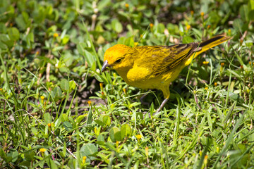 land canary bird eating grass seeds on the ground