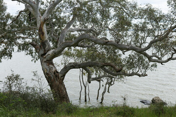 a tree and grass at the edge of a lake in rural Australia