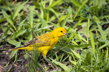land canary bird eating grass seeds on the ground