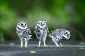 Three owls are standing on the ground, Spotted owlet