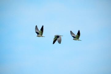 Black-winged Kite flying on blue sky