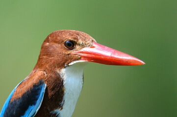 Closeup white-throated Kingfisher, A fish-eating bird with a large beak.