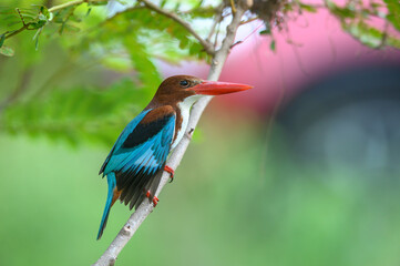 Closeup white-throated Kingfisher, A fish-eating bird with a large beak.