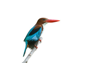 White-throated Kingfisher isoalted on white background