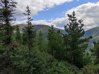 trees in the mountains