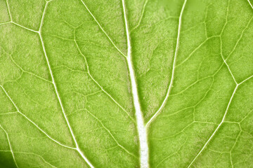 Macro image of salad lettuce