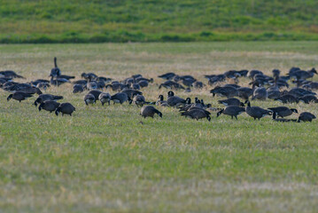 十勝平野のシジュウカラガンの群れ
