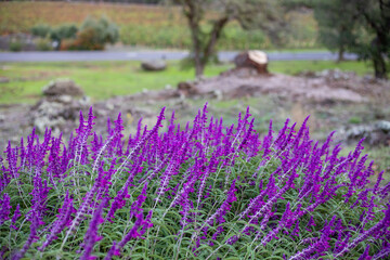 Obraz premium field of lavender