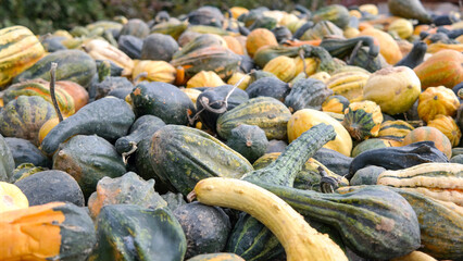pumpkins on the market