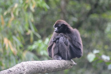 Kloss's gibbon, Hylobates klossii, also known as the Mentawai gibbon, the bilou or dwarf siamang, is an endangered primate in the gibbon family, Hylobatidae. 