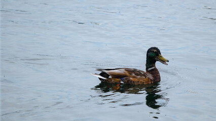 duck on the lake