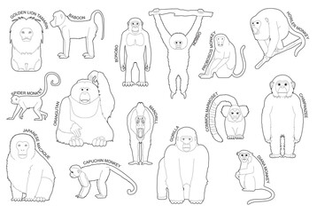 Primate Monkey Set Various Kind Identify Cartoon Vector Black and White