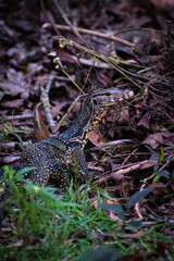 A beautiful monitor Lizard