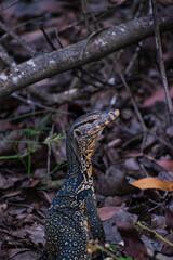 A lace monitor Lizard looking