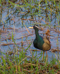 A bronze winged jacana