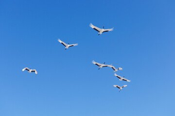 青空を飛ぶタンチョウの群（北海道・鶴居村）
