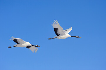 タンチョウの飛翔（北海道・鶴居村）
