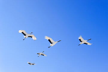 Fototapeta na wymiar 青空を飛ぶタンチョウの群（北海道・鶴居村） 