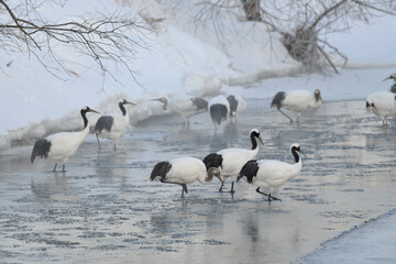 タンチョウのねぐら（北海道・鶴居村）
