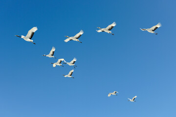 青空を飛ぶタンチョウの群（北海道・鶴居村）
